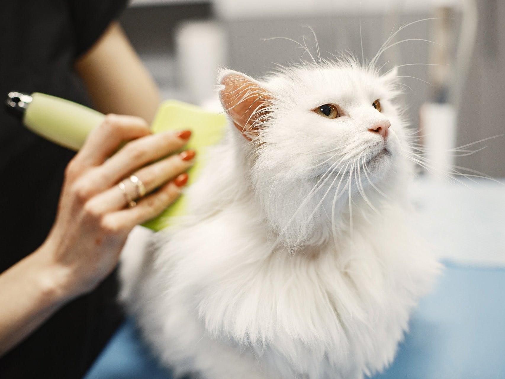 Grooming & Pet Care