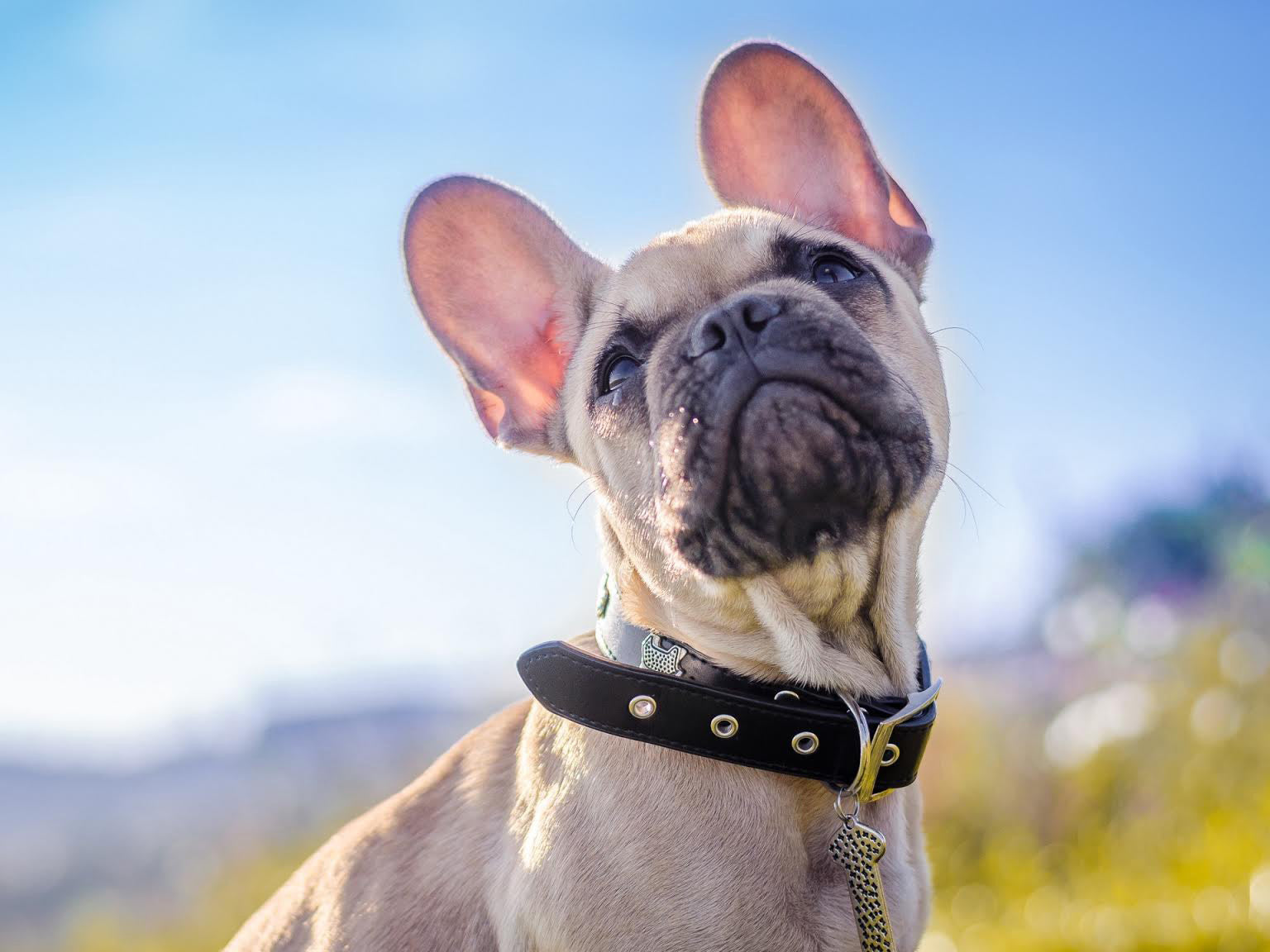 Collars, Harnesses & Accessories