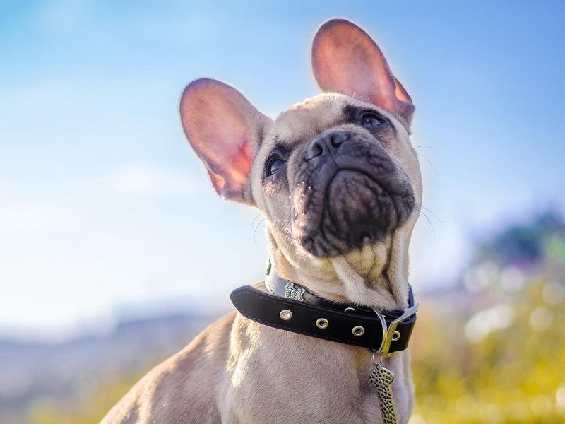 Collars, Harnesses & Accessories